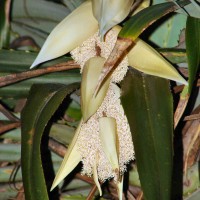 Pandanus odorifer (Forssk.) Kuntze